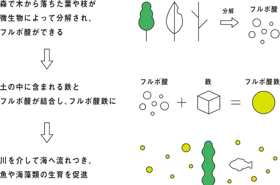 森で木から落ちた葉や枝が微生物によって分解され、フルボ酸ができる ↓ 土の中に含まれる鉄とフルボ酸が結合し、フルボ酸鉄に ↓ 川を介して海へ流れつき、魚や海藻類の生育を促進