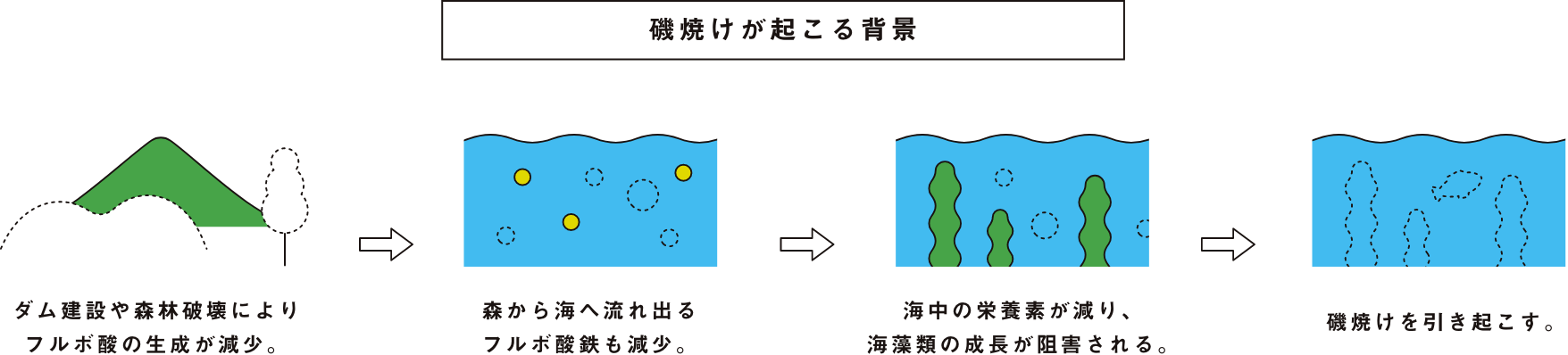 磯焼けが起こる背景 ダム建設や森林破壊によりフルボ酸の生成が減少。 → 森から海へ流れ出るフルボ酸鉄も減少。 → 海中の栄養素が減り、海藻類の成長が阻害される。 → 磯焼けを引き起こす。